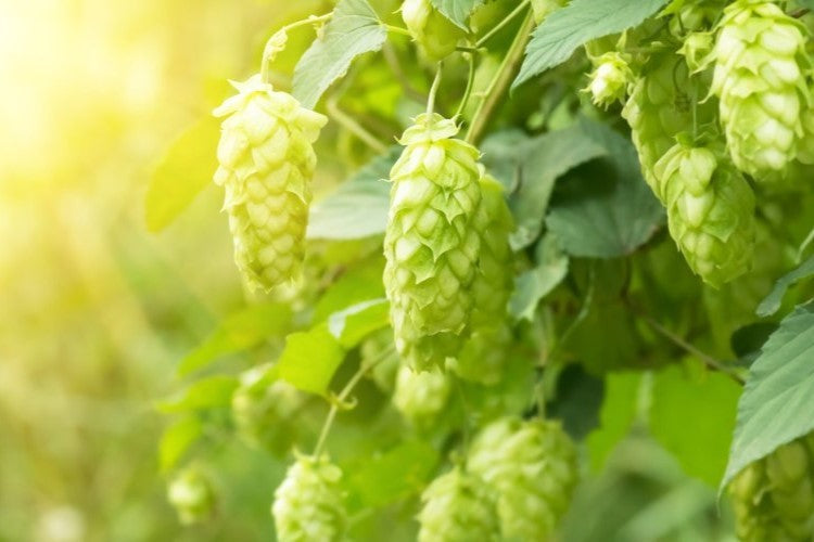FRESH HOP 2026 - CASCADE UK HOPS