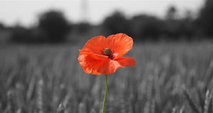 Poppy Appeal Quiz returns